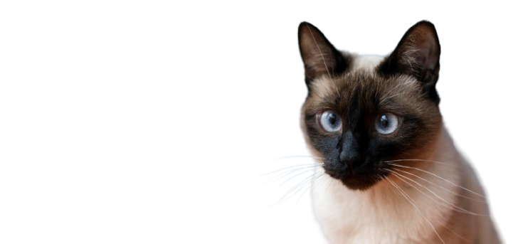 Gato da raça Siamês