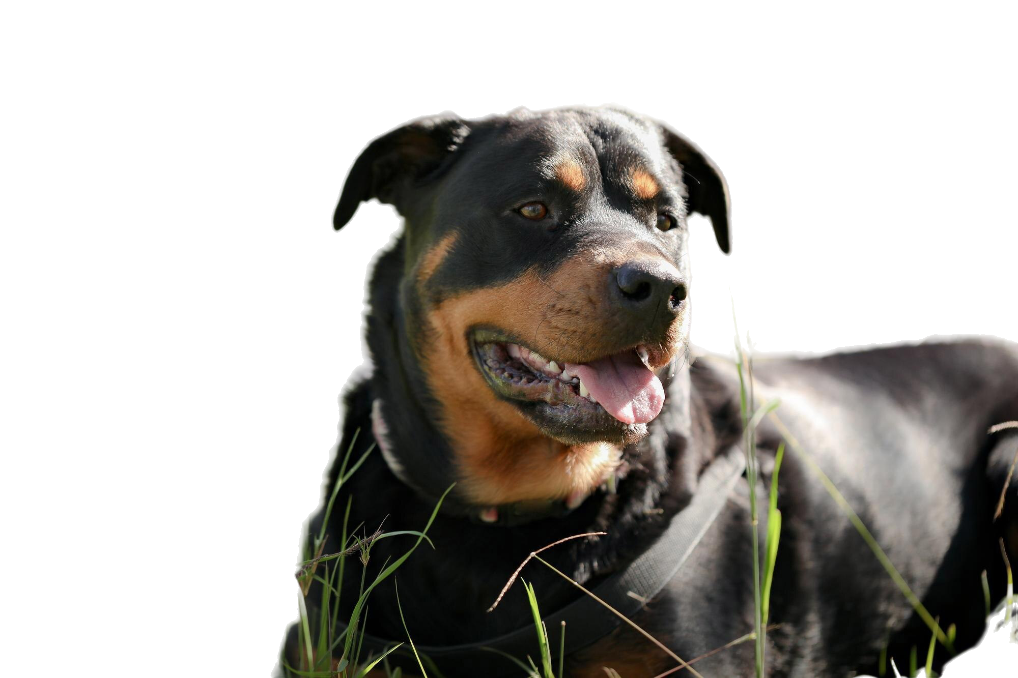 Imagem de um cachorro da raça Rottweiler